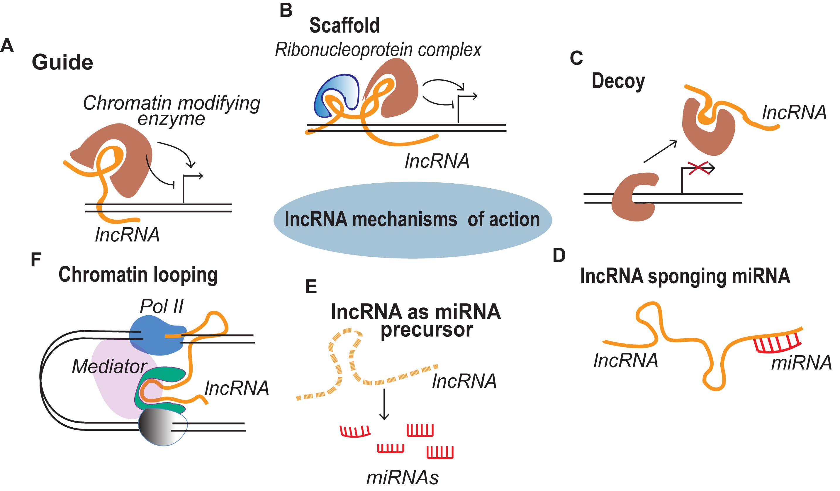 LncRNAs Mode Of Action | Thomas Blein