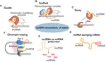 LncRNAs mode of action
