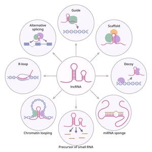 Long non-coding RNAs as regulators of gene expression