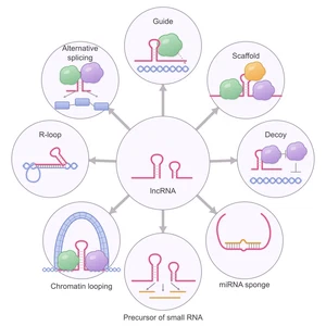 Long non-coding RNAs as regulators of gene expression
