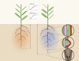 Root system architecture and plant adaptation