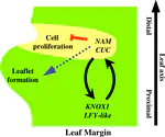 A Conserved Molecular Framework for Compound Leaf Development
