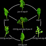 Combinations of Mutations Sufficient to Alter Arabidopsis Leaf Dissection