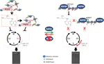 A SWI/SNF Chromatin Remodelling Protein Controls Cytokinin Production through the Regulation of Chromatin Architecture