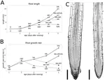 Light dynamically regulates growth rate and cellular organisation of the Arabidopsis root meristem