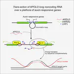 R-Loop Mediated trans Action of the APOLO Long Noncoding RNA