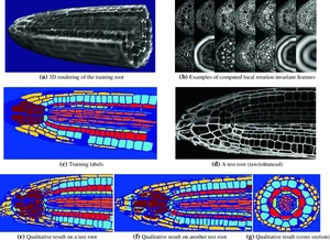 Rotation-invariant HOG descriptors using Fourier analysis in polar and spherical coordinates