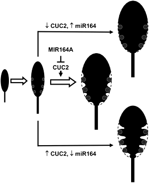 The balance between the MIR164A and CUC2 genes controls leaf margin serration in Arabidopsis