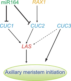 Interplay of miR164, CUP-SHAPED COTYLEDON genes and LATERAL SUPPRESSOR controls axillary meristem formation in Arabidopsis thaliana