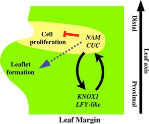 A conserved molecular framework for compound leaf development