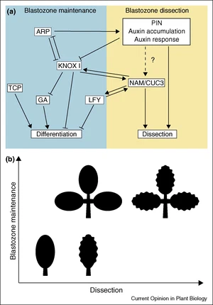 Leaf development: what it needs to be complex