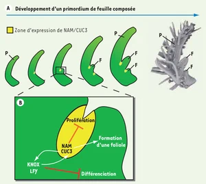 [A conserved mechanism at the base of leaf dissection]