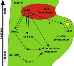 Leaving the meristem behind: the genetic and molecular control of leaf patterning and morphogenesis