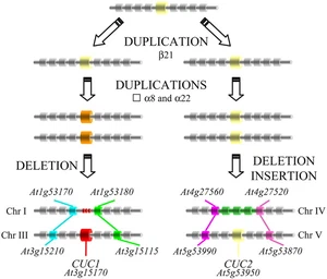 Evolution and diverse roles of the CUP-SHAPED COTYLEDON genes in Arabidopsis leaf development