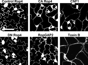Modification of plant Rac/Rop GTPase signalling using bacterial toxin transgenes