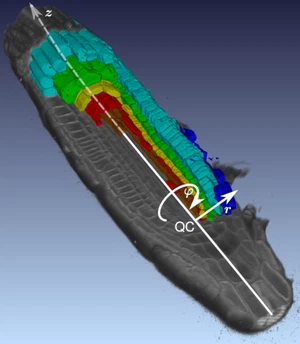 The iRoCS Toolbox--3D analysis of the plant root apical meristem at cellular resolution
