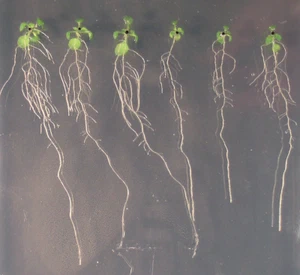 A miR169 isoform regulates specific NF-YA targets and root architecture in Arabidopsis