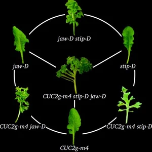 Combinations of Mutations Sufficient to Alter Arabidopsis Leaf Dissection