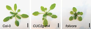 GDP-L-fucose is required for boundary definition in plants