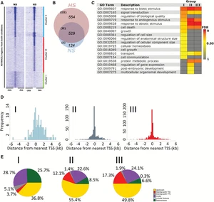 Arabidopsis HEAT SHOCK TRANSCRIPTION FACTORA1b regulates multiple developmental genes under benign and stress conditions
