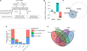 Nuclear Speckle RNA Binding Proteins Remodel Alternative Splicing and the Non-coding Arabidopsis Transcriptome to Regulate a Cross-Talk Between Auxin and Immune Responses