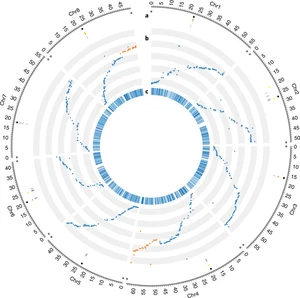 Whole-genome landscape of Medicago truncatula symbiotic genes