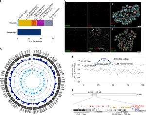 High-quality genome sequence of white lupin provides insight into soil exploration and seed quality