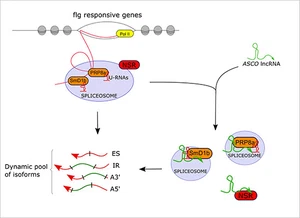 The Arabidopsis lncRNA ASCO modulates the transcriptome through interaction with splicing factors