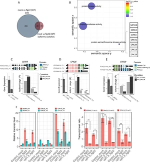 Role of MPK4 in pathogen-associated molecular pattern-triggered alternative splicing in Arabidopsis