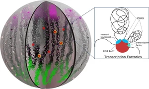 Wheat chromatin architecture is organized in genome territories and transcription factories