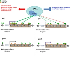 GCN5 modulates salicylic acid homeostasis by regulating H3K14ac levels at the 5' and 3' ends of its target genes