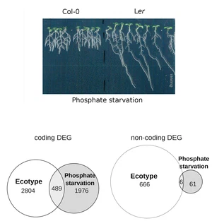 Landscape of the Noncoding Transcriptome Response of Two Arabidopsis Ecotypes to Phosphate Starvation