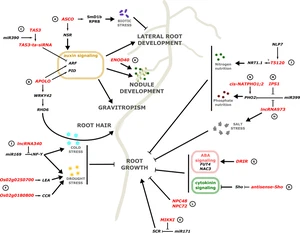 Regulatory long non-coding RNAs in root growth and development