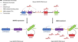 The lncRNA MARS modulates the epigenetic reprogramming of the marneral cluster in response to ABA