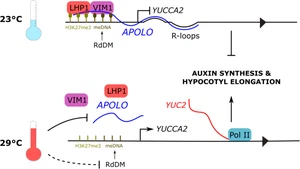 The Arabidopsis APOLO and human UPAT sequence-unrelated long noncoding RNAs can modulate DNA and histone methylation machineries in plants