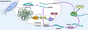 Synergistic action of the Arabidopsis spliceosome components PRP39a and SmD1b in promoting posttranscriptional transgene silencing