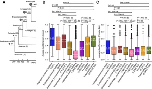Transcription factors KANADI 1, MYB DOMAIN PROTEIN 44, and PHYTOCHROME INTERACTING FACTOR 4 regulate long intergenic noncoding RNAs expressed in Arabidopsis roots