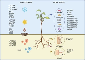 From environmental responses to adaptation: the roles of plant lncRNAs
