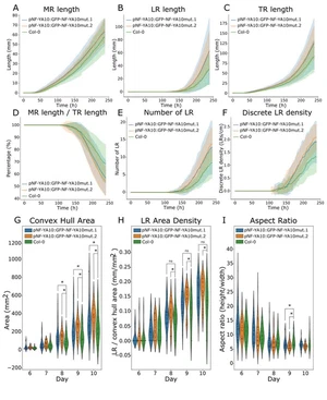 The transcription factor NF-YA10 determines the area explored by Arabidopsis thaliana roots and directly regulates LAZY genes