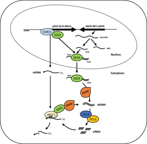 Arabidopsis SGS3 is recruited to chromatin by CHR11 to select RNA that initiate siRNA production