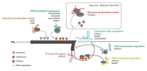 From non-coding to chromatin regulators: VIVIpary and the rise of lncRNAs in plant biology