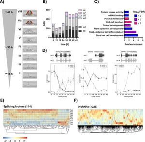 The long non-coding RNA ACHLYS modulates biomolecular condensates to regulate alternative splicing in root development